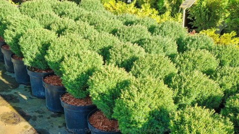 Thuja Tuja 'Teddy' Gęsta Kula REALNE ZDJĘCIA