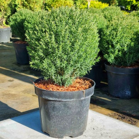 Thuja Tuja 'Teddy' Gęsta Kula REALNE ZDJĘCIA