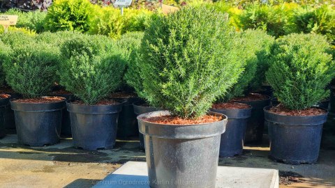 Thuja Tuja 'Teddy' Gęsta Kula REALNE ZDJĘCIA