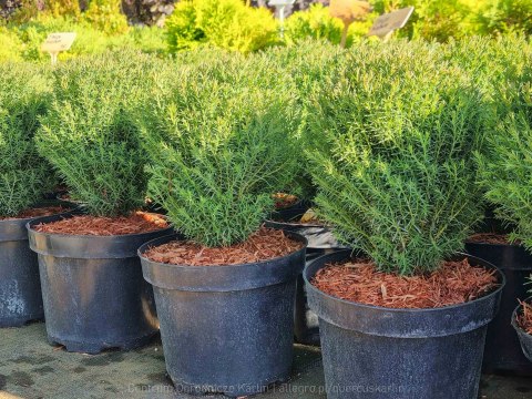 Thuja Tuja 'Teddy' Gęsta Kula REALNE ZDJĘCIA