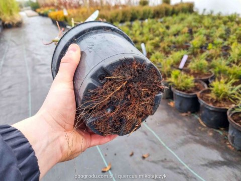 Wierzba Melanostachys CZARNE BAZIE realne zdjęcia