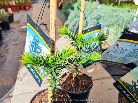 Araukaria Araucana Araucaria Wieczne małpie drzewo 20-30CM