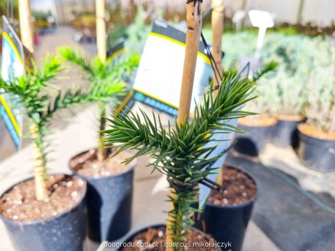 Araukaria Araucana Araucaria Wieczne małpie drzewo 20-30CM