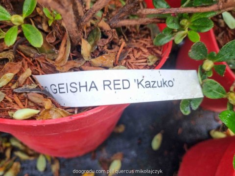 Azalia Japońska GEISHA RED 'KAZUKO' REALNE ZDJĘCIA