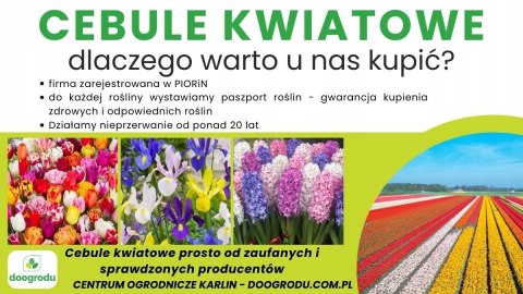 BIAŁY HIACYNT AIOLOS Duża Cebulka 10 szt. + GRATIS