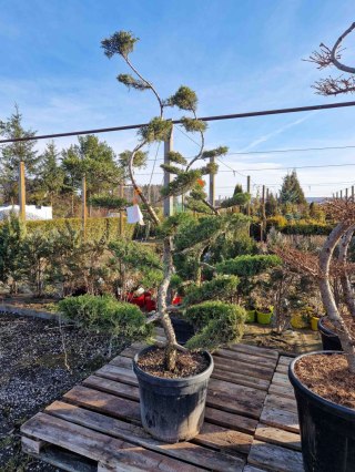 BONSAI JAŁOWIEC PFITZERIANA DUŻY PIĘKNY +200CM C45