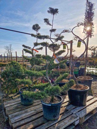 BONSAI JAŁOWIEC PFITZERIANA DUŻY PIĘKNY +200CM C45