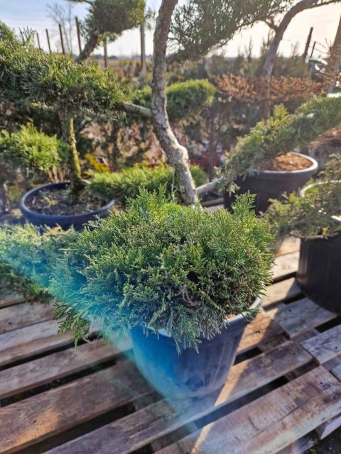 BONSAI JAŁOWIEC PFITZERIANA DUŻY PIĘKNY +200CM C45