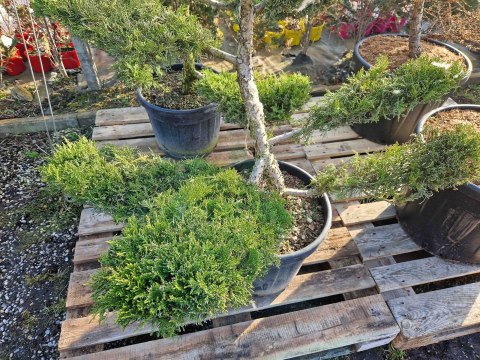 BONSAI JAŁOWIEC PFITZERIANA DUŻY PIĘKNY +200CM C45