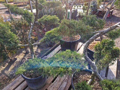 BONSAI JAŁOWIEC PFITZERIANA DUŻY PIĘKNY +200CM C45