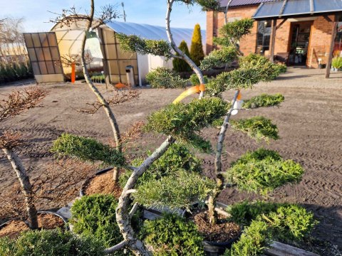 BONSAI JAŁOWIEC PFITZERIANA DUŻY PIĘKNY +200CM C45