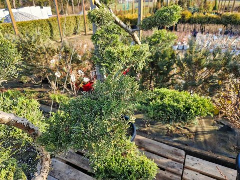 BONSAI JAŁOWIEC PFITZERIANA DUŻY PIĘKNY +200CM C45