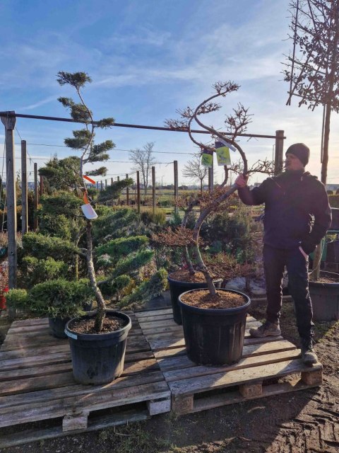 BONSAI JAŁOWIEC PFITZERIANA DUŻY PIĘKNY +200CM C45