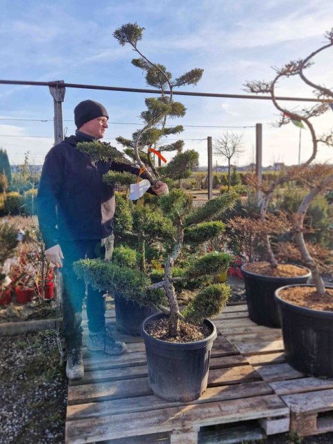 BONSAI JAŁOWIEC PFITZERIANA DUŻY PIĘKNY +200CM C45