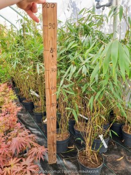 Bambus olbrzymi PINGWU Fargesia MROZOODPORNY