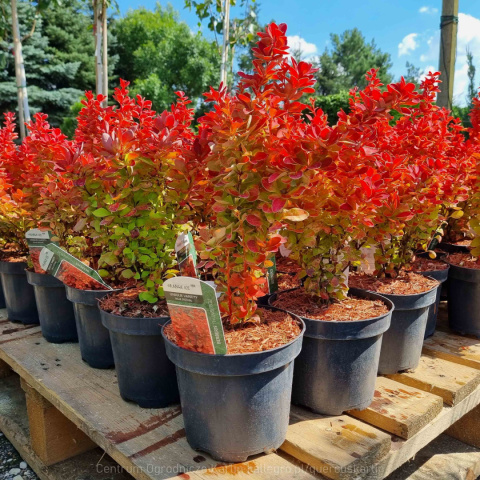 Berberys 'Orange Ice' PRAWDZIWE ZDJĘCIA