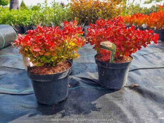 Berberys 'Ruby Star' PRAWDZIWE ZDJĘCIA