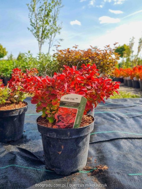 Berberys 'Ruby Star' PRAWDZIWE ZDJĘCIA