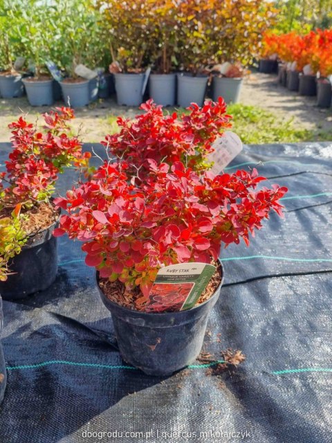 Berberys 'Ruby Star' PRAWDZIWE ZDJĘCIA