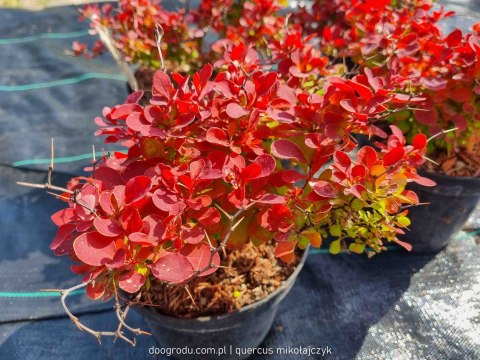 Berberys 'Ruby Star' PRAWDZIWE ZDJĘCIA