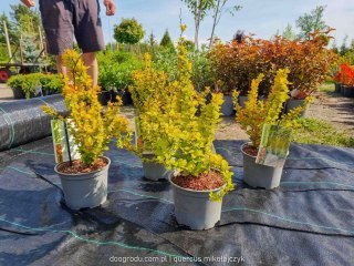 Berberys wysoki 'Yellow Tower' PRAWDZIWE ZDJĘCIA