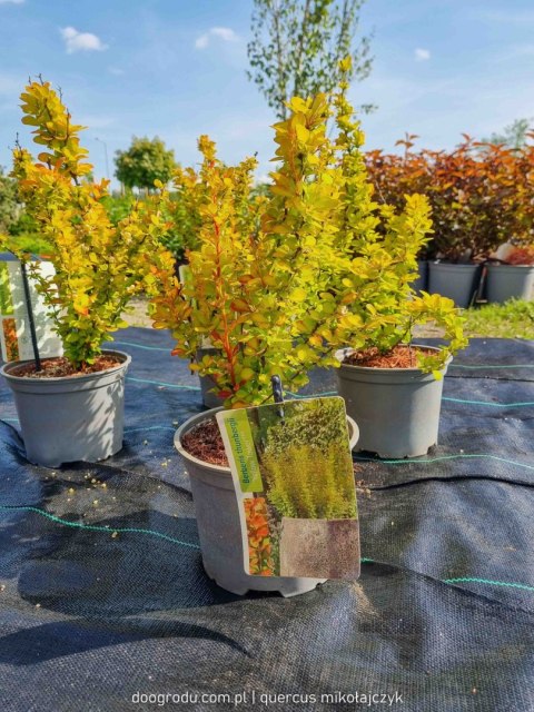 Berberys wysoki 'Yellow Tower' PRAWDZIWE ZDJĘCIA