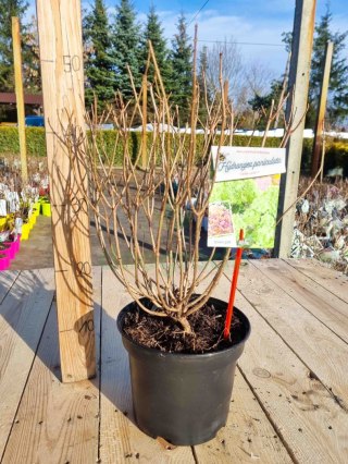 Hortensja 'Little Lime' PIĘKNA KREMOWA REAL FOTO