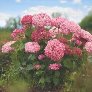 Hortensja bukietowa 'Pink Annabelle' RÓŻOWA PROVEN