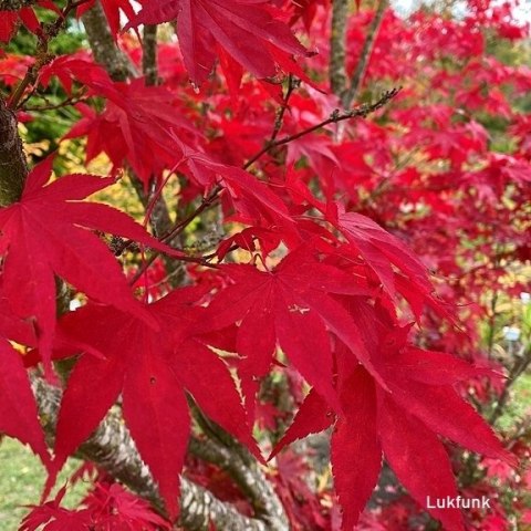 Klon palmowy ATROPURPUREUM Acer REALNE ZDJĘCIA