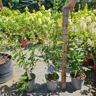 Lilak pospolity 'Josee' Syringa vulgaris Różowy C3 60-80cm
