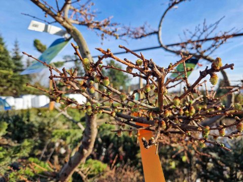 MODRZEW JAPOŃSKI PIĘKNY BONSAI +200CM C90 JAKOŚĆ