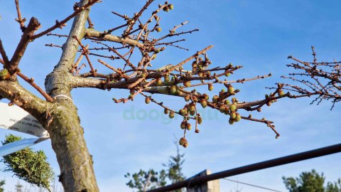 MODRZEW JAPOŃSKI PIĘKNY BONSAI +200CM C90 JAKOŚĆ