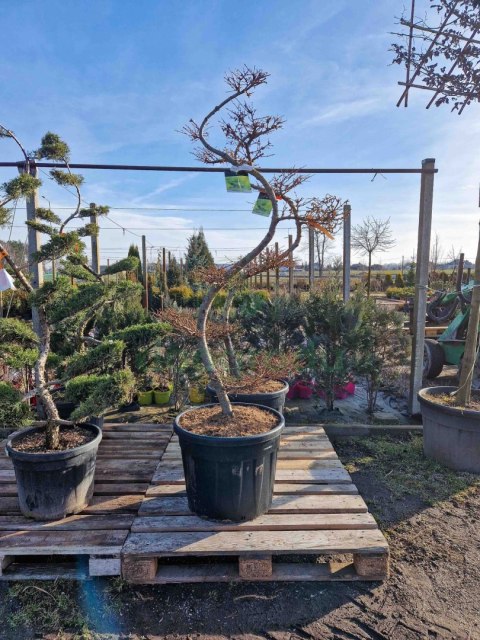 MODRZEW JAPOŃSKI PIĘKNY BONSAI +200CM C90 JAKOŚĆ