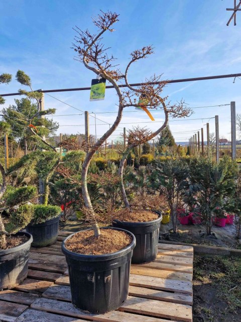 MODRZEW JAPOŃSKI PIĘKNY BONSAI +200CM C90 JAKOŚĆ