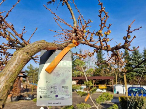 MODRZEW JAPOŃSKI PIĘKNY BONSAI +200CM C90 JAKOŚĆ