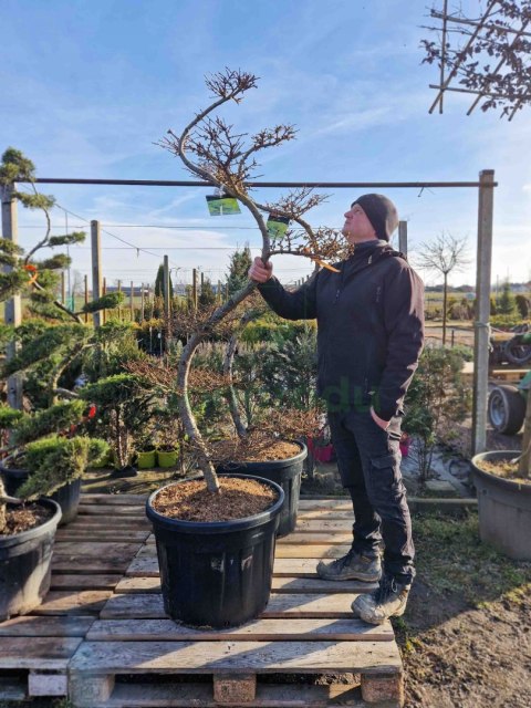 MODRZEW JAPOŃSKI PIĘKNY BONSAI +200CM C90 JAKOŚĆ