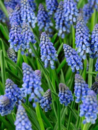 Niebieski Szafirek Armeński Muscari 10szt. +GRATIS