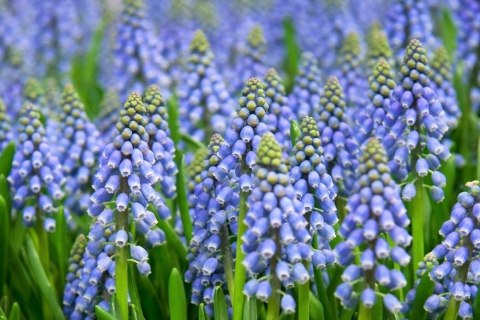 Niebieski Szafirek Armeński Muscari 10szt. +GRATIS