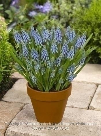 Niebieski Szafirek Armeński Muscari 10szt. +GRATIS