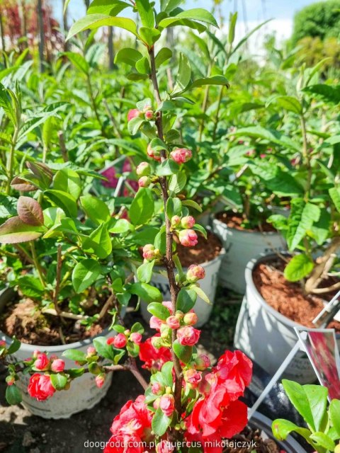 Pigwowiec Pink Storm bezkolcowy PRAWDZIWE ZDJĘCIA