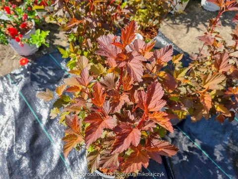 Pęcherznica kalinolistna Diable D'Or Mindia Physocarpus opulifolius Pomarańczowa C3 40-60CM