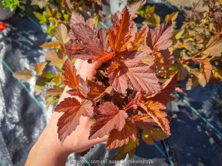 Pęcherznica kalinolistna Diable D'Or Mindia Physocarpus opulifolius Pomarańczowa C3 40-60CM