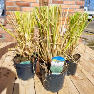 TRAWA PAMPASOWA BIAŁA CORTADERIA 'WHITE PLUME' XXL