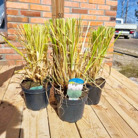 TRAWA PAMPASOWA BIAŁA CORTADERIA 'WHITE PLUME' XXL