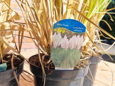 TRAWA PAMPASOWA BIAŁA CORTADERIA 'WHITE PLUME' XXL