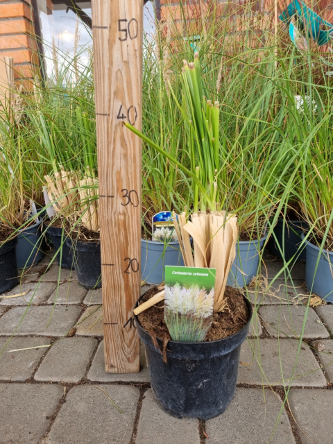 TRAWA PAMPASOWA BIAŁA CORTADERIA 'WHITE PLUME' XXL