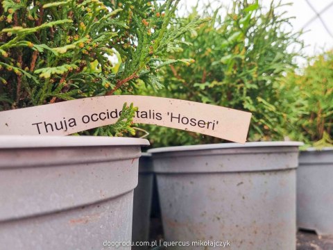 Thuja HOSERI KULISTA TUJA PIĘKNA GĘSTA KULA