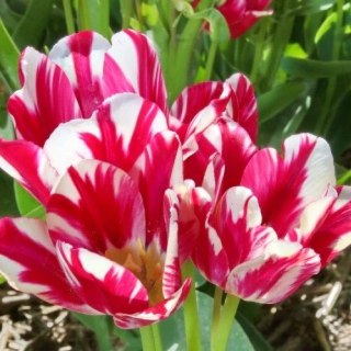 Tulipan Bukietowy FLAMING CLUB XXL 5szt. + GRATIS