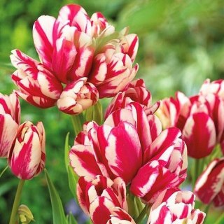 Tulipan Bukietowy FLAMING CLUB XXL 5szt. + GRATIS