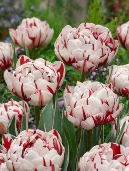 Tulipan Carnaval de nice Biało-Czerwony 5 szt.